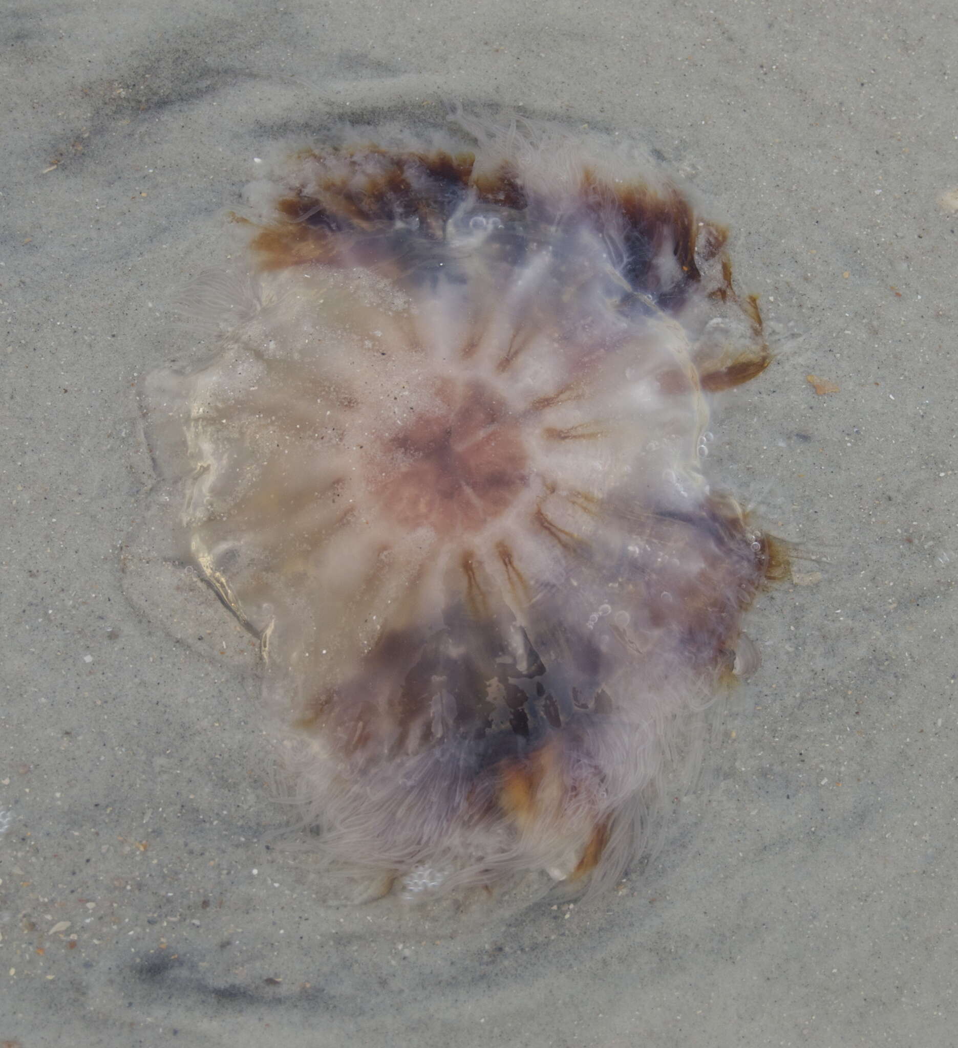 Image of Cyanea versicolor Agassiz 1862