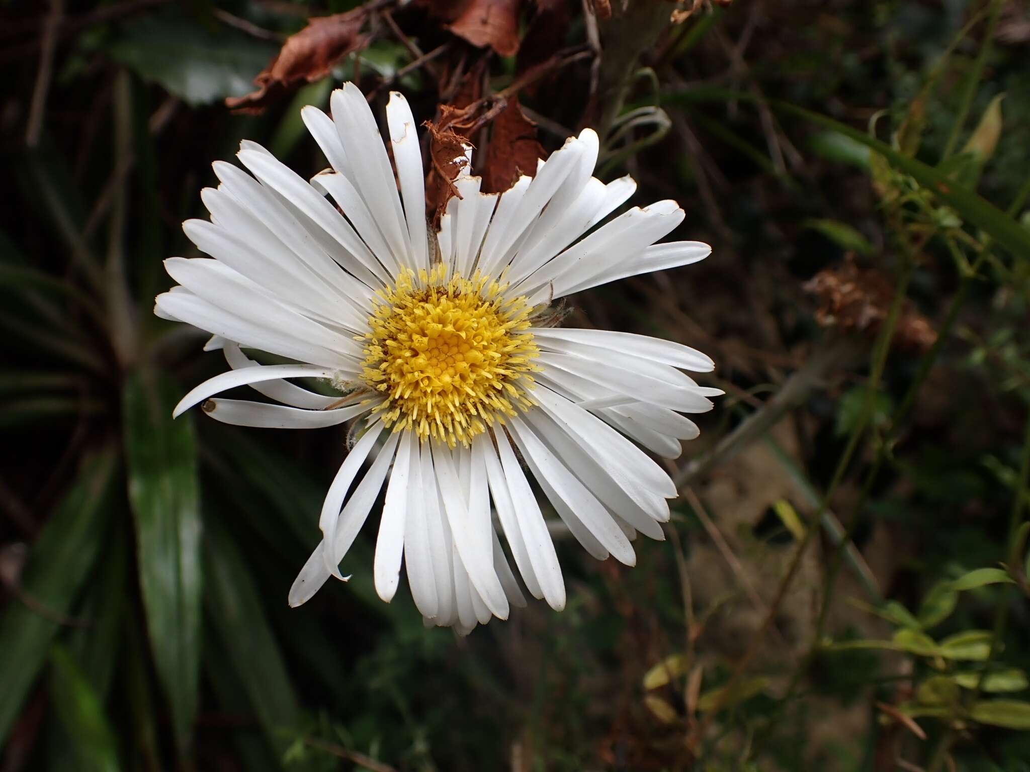 Image of Celmisia spectabilis subsp. lanceolata (Hook. fil.) D. R. Given