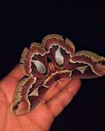 Image of Rothchild's Atlas Moth