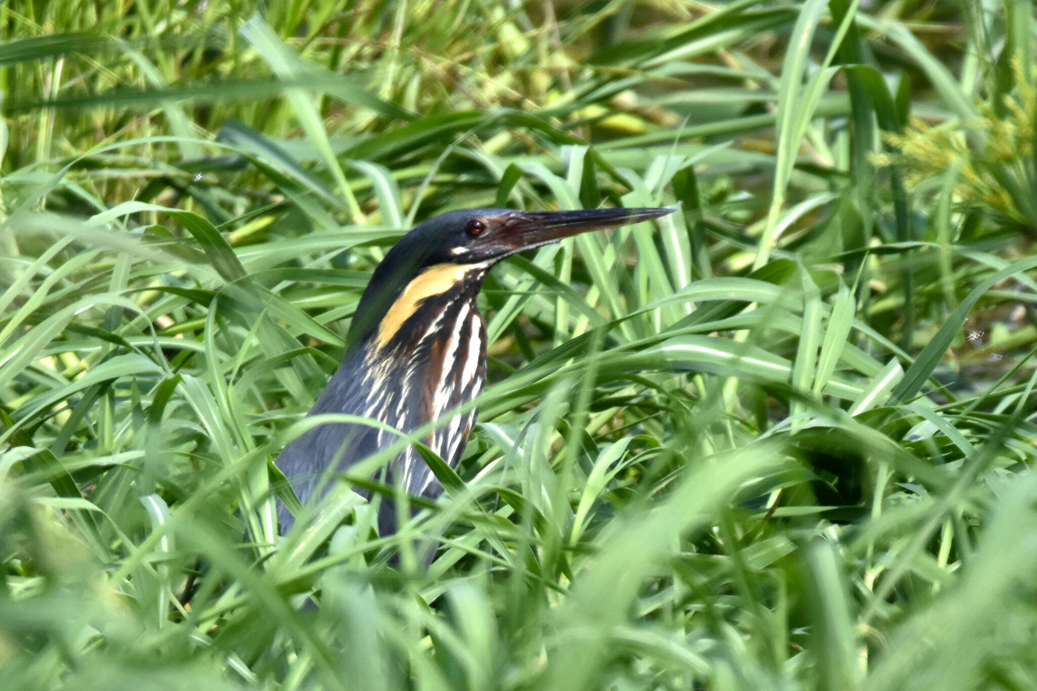 Image of Black Bittern