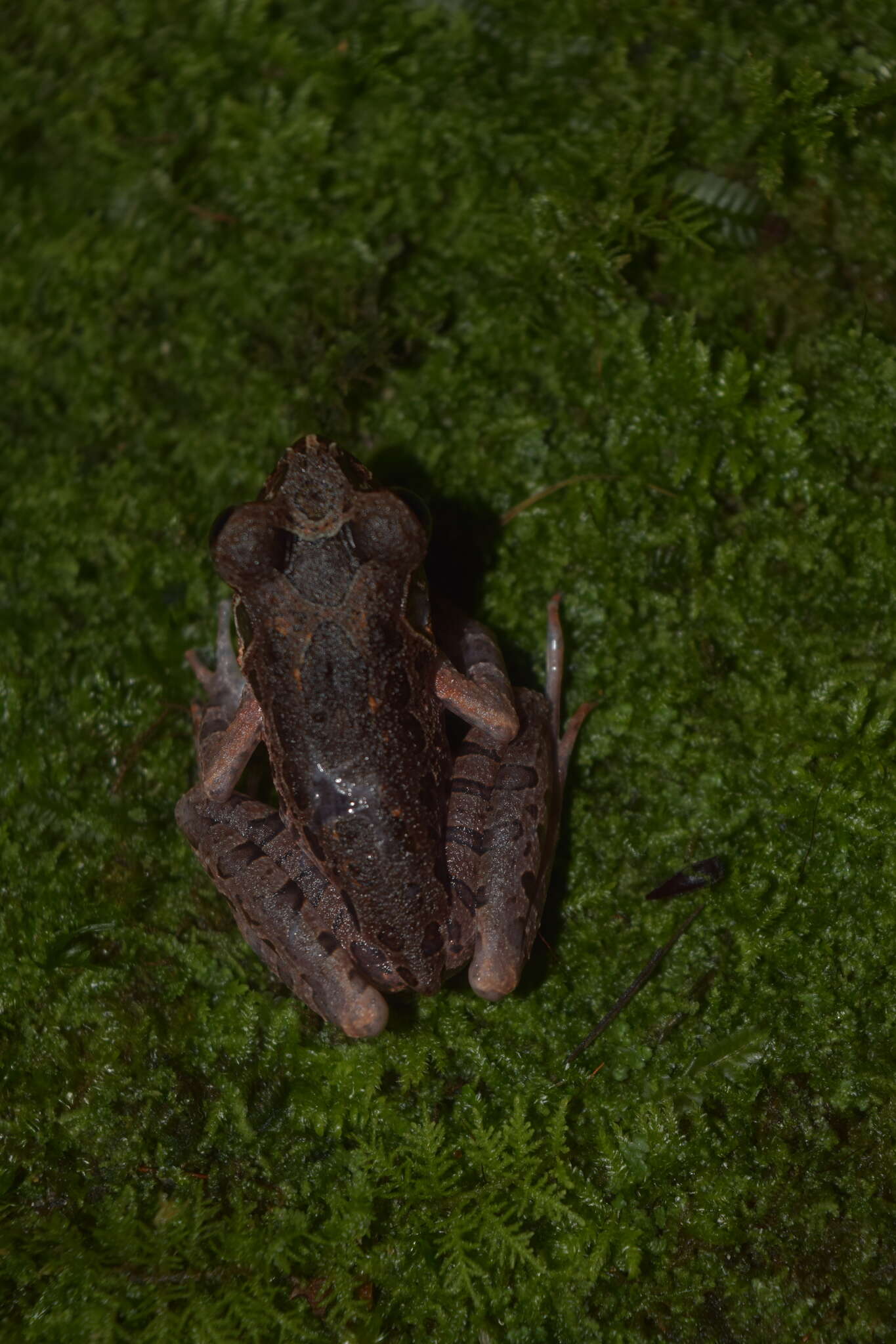 Image of Leptobrachella hamidi (Matsui 1997)