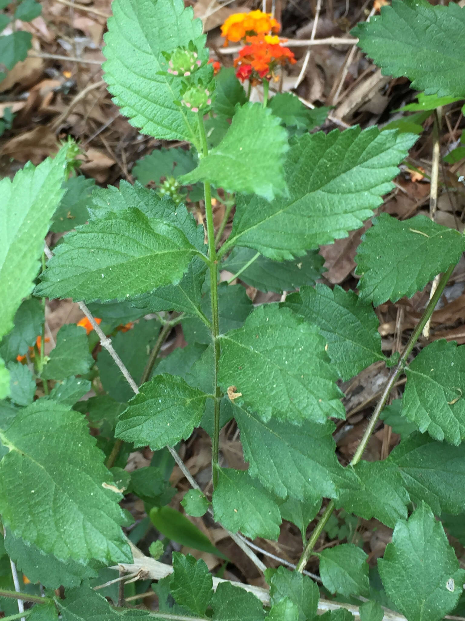 Image of West Indian Shrub-Verbena