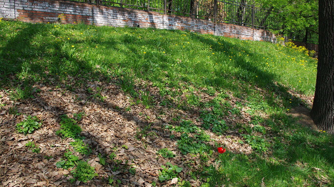 Plancia ëd Tulipa gesneriana L.