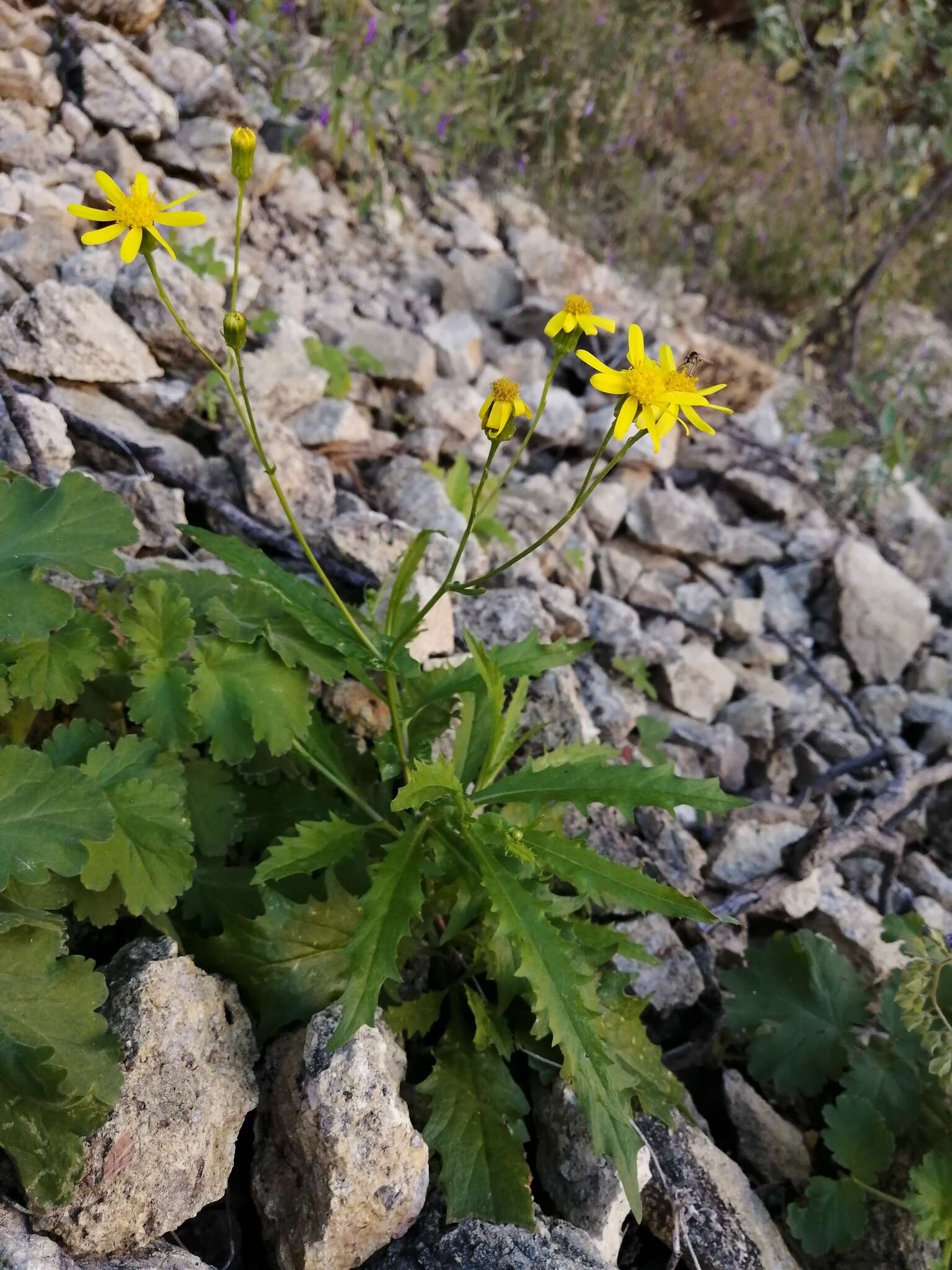 Image of Lemmon's ragwort