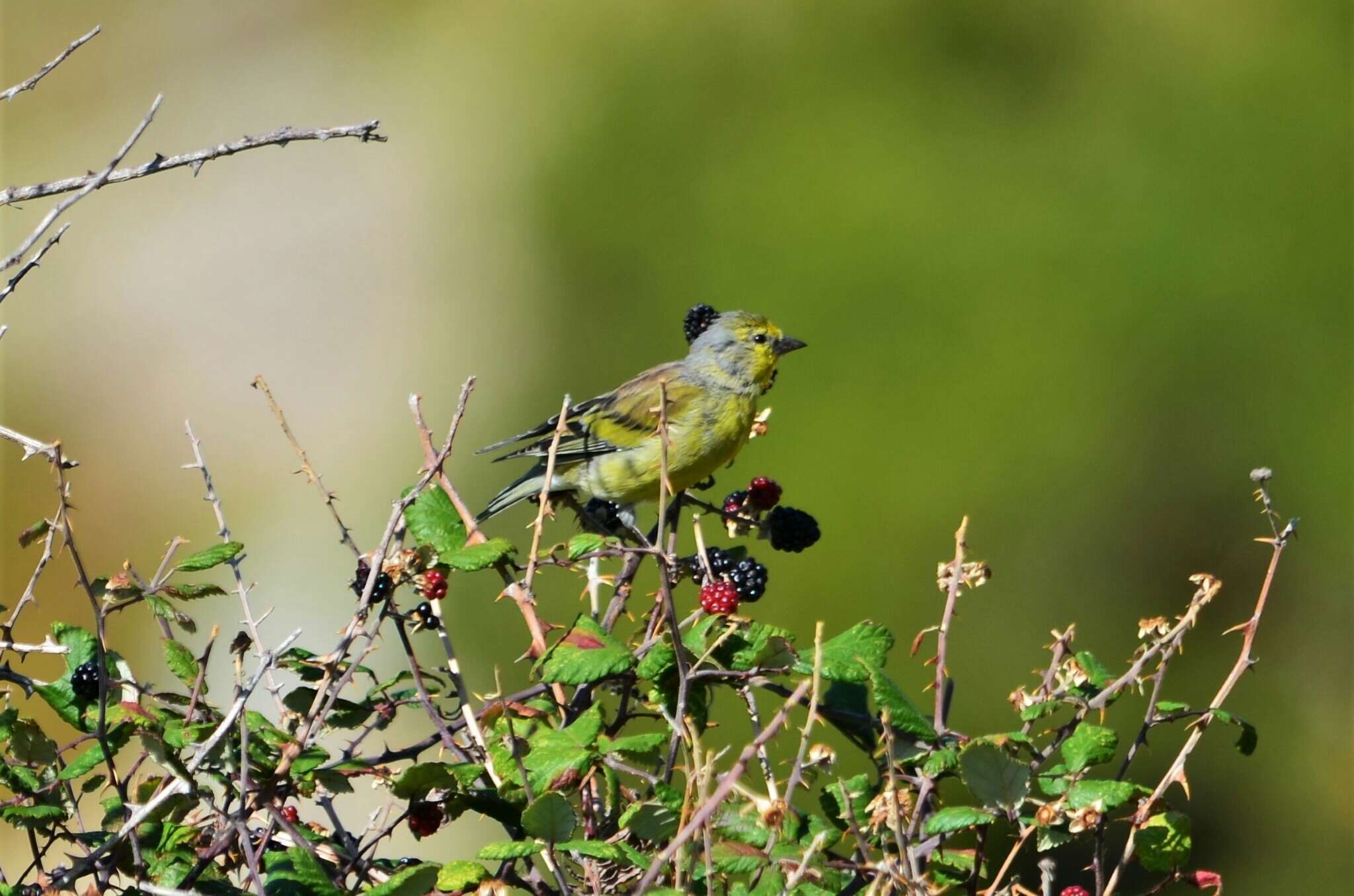 Carduelis corsicana (Koenig & AF 1899)的圖片