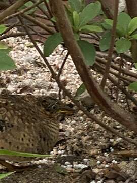 Image of Yellow-legged Buttonquail