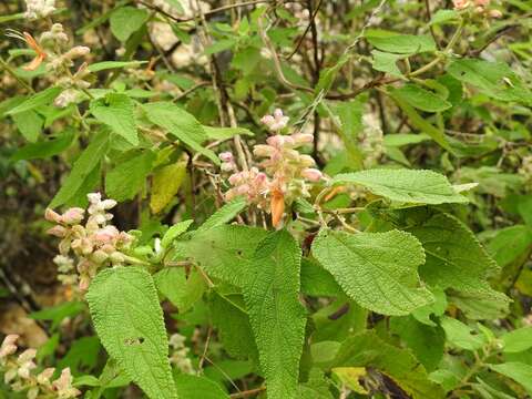 Image de Salvia lasiantha Benth.