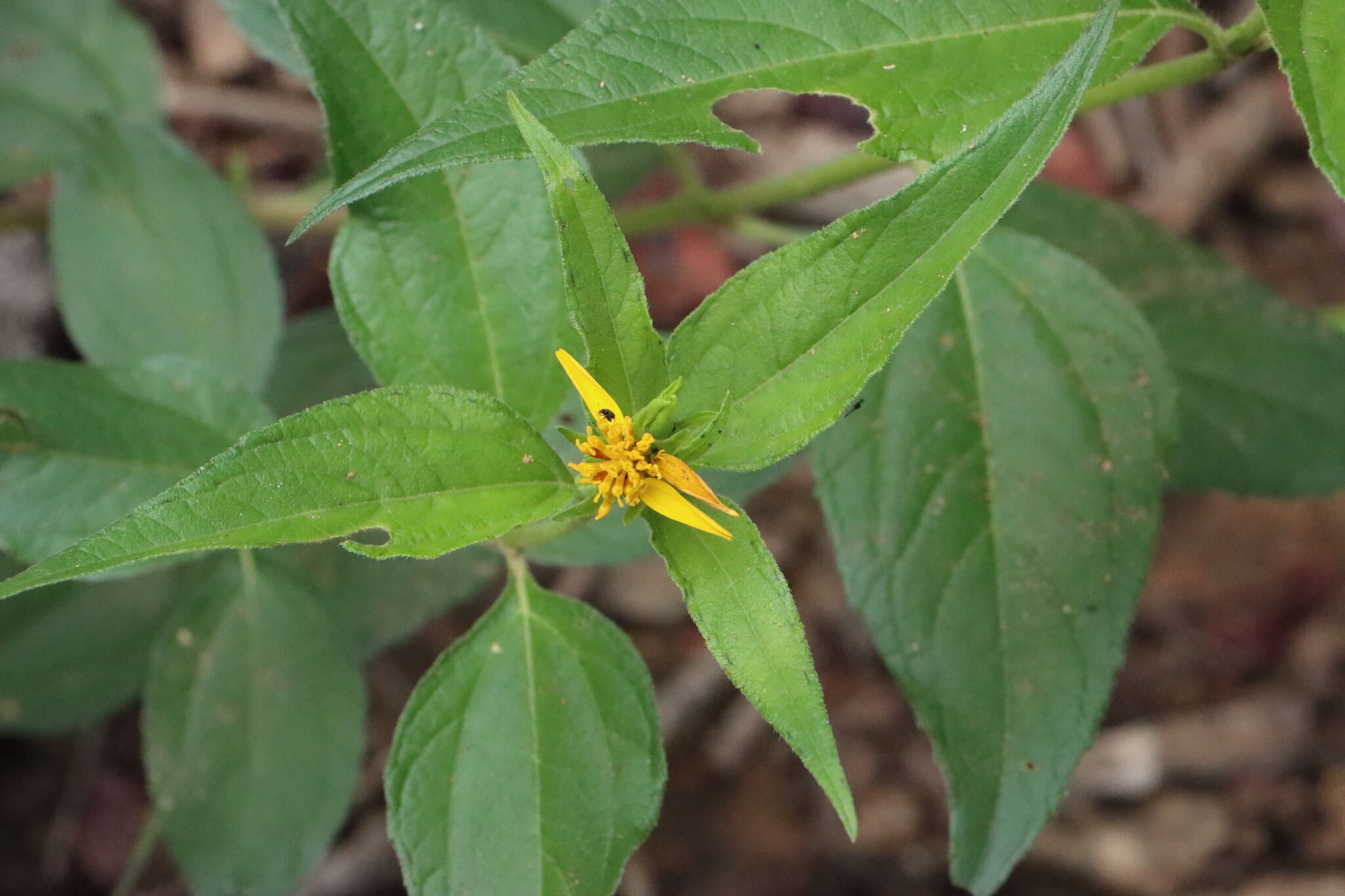 Image de Aspilia mossambicensis (Oliv.) Wild