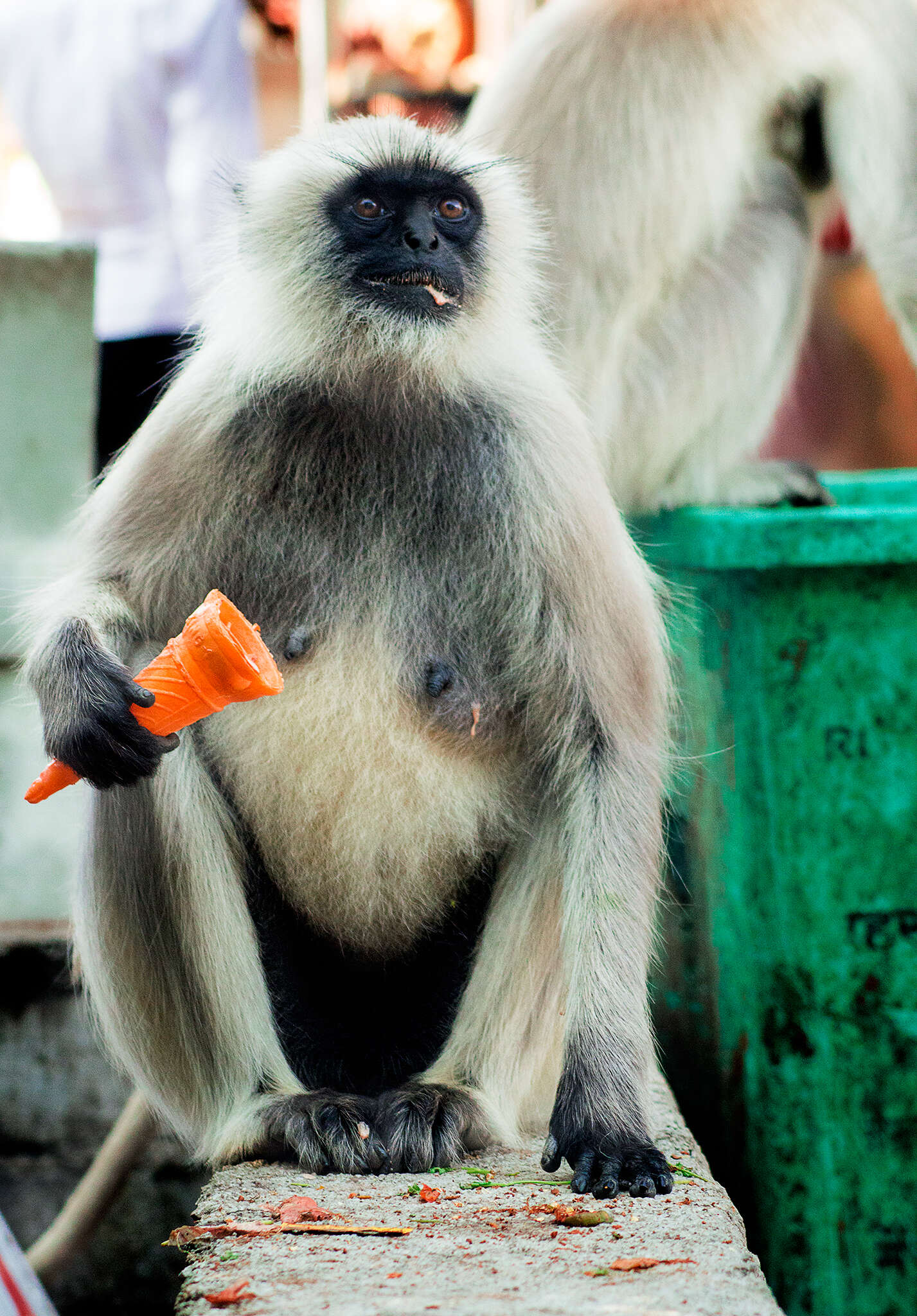 Image of Northern plains gray langur