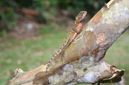 Image of Broad-headed woodlizard