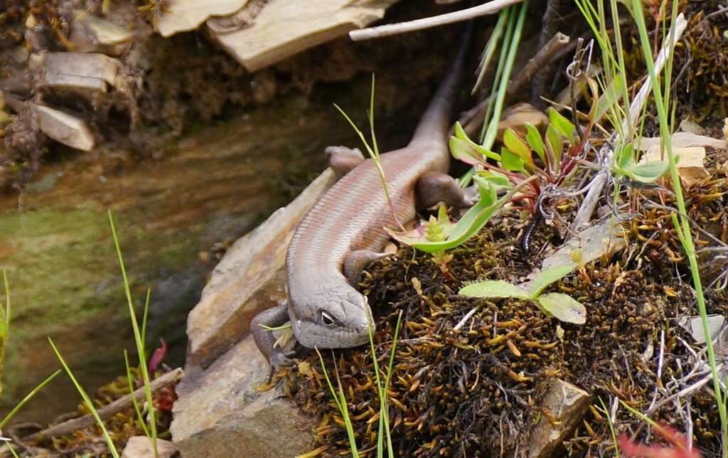 Image of Liopholis montana (Donnellan, Hutchinson, Dempsey & Osborne 2002)