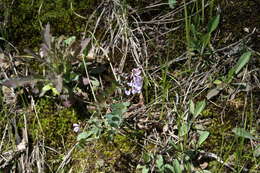 Imagem de Vicia caroliniana Walter