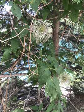 Imagem de Clematis alpina (L.) Miller