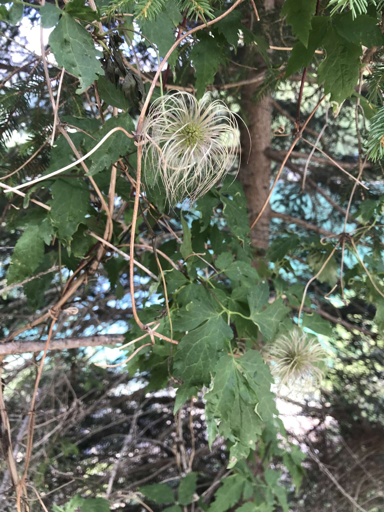 Слика од Clematis alpina (L.) Miller