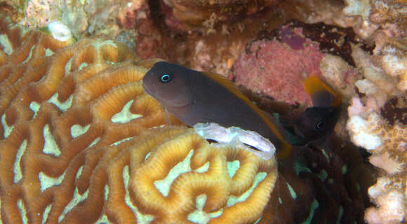 Image of Blackspot coralblenny