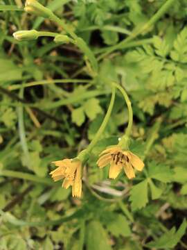 Image of Japanese nipplewort