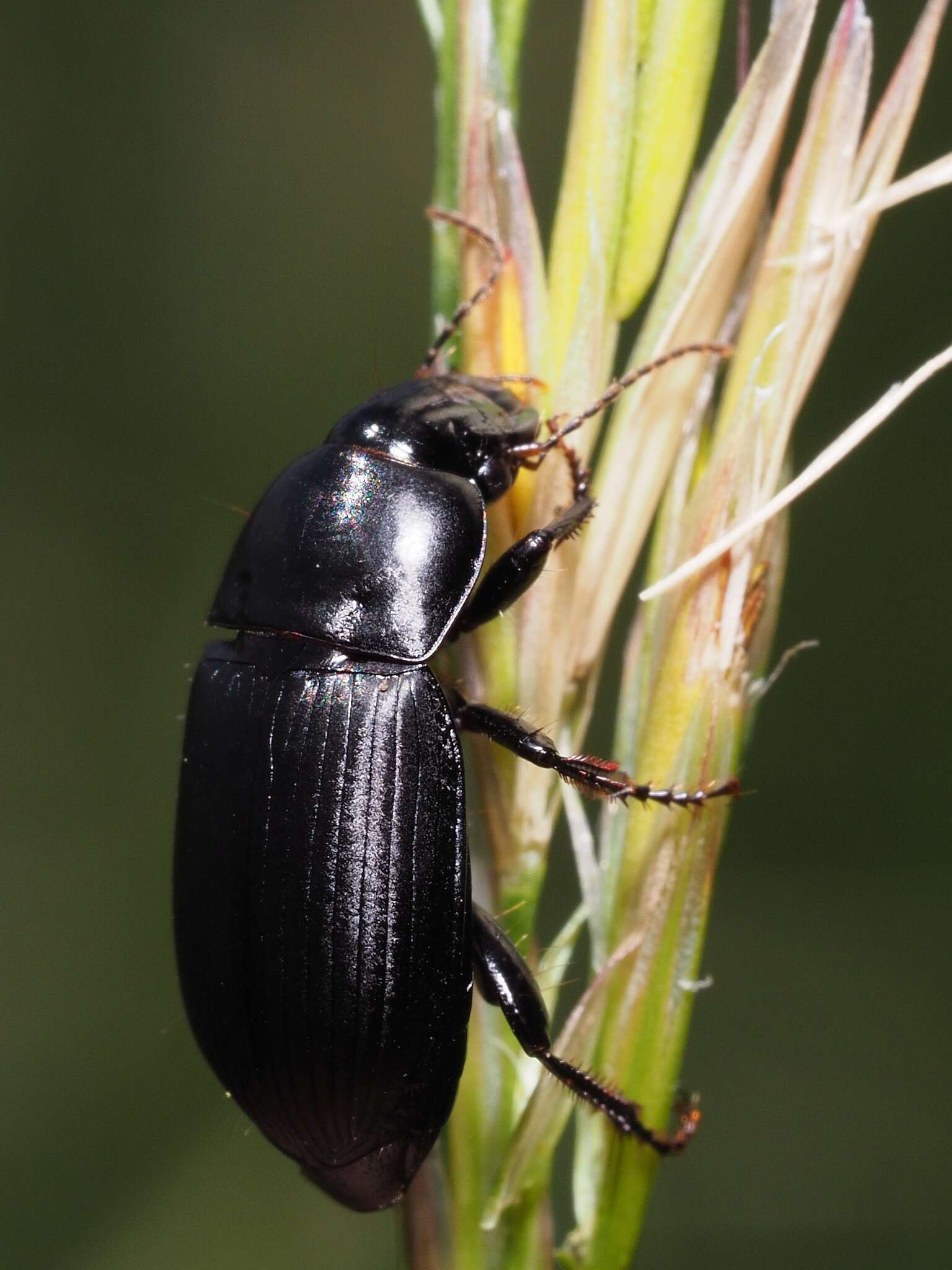 Image of Harpalus (Harpalus) serripes (Quensel ex Schönherr 1806)