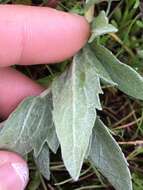 Image of hoary balsamroot