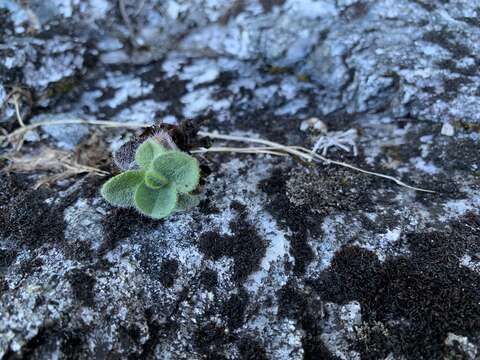 Image de Myosotis retrorsa Meudt, Prebble & Hindm.-Walls