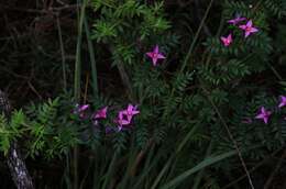 Image of Lovely Boronia