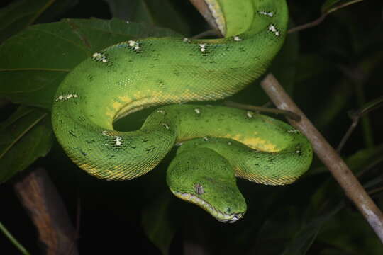 Image of Corallus batesii (Gray 1860)