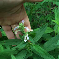 Image of Canada germander