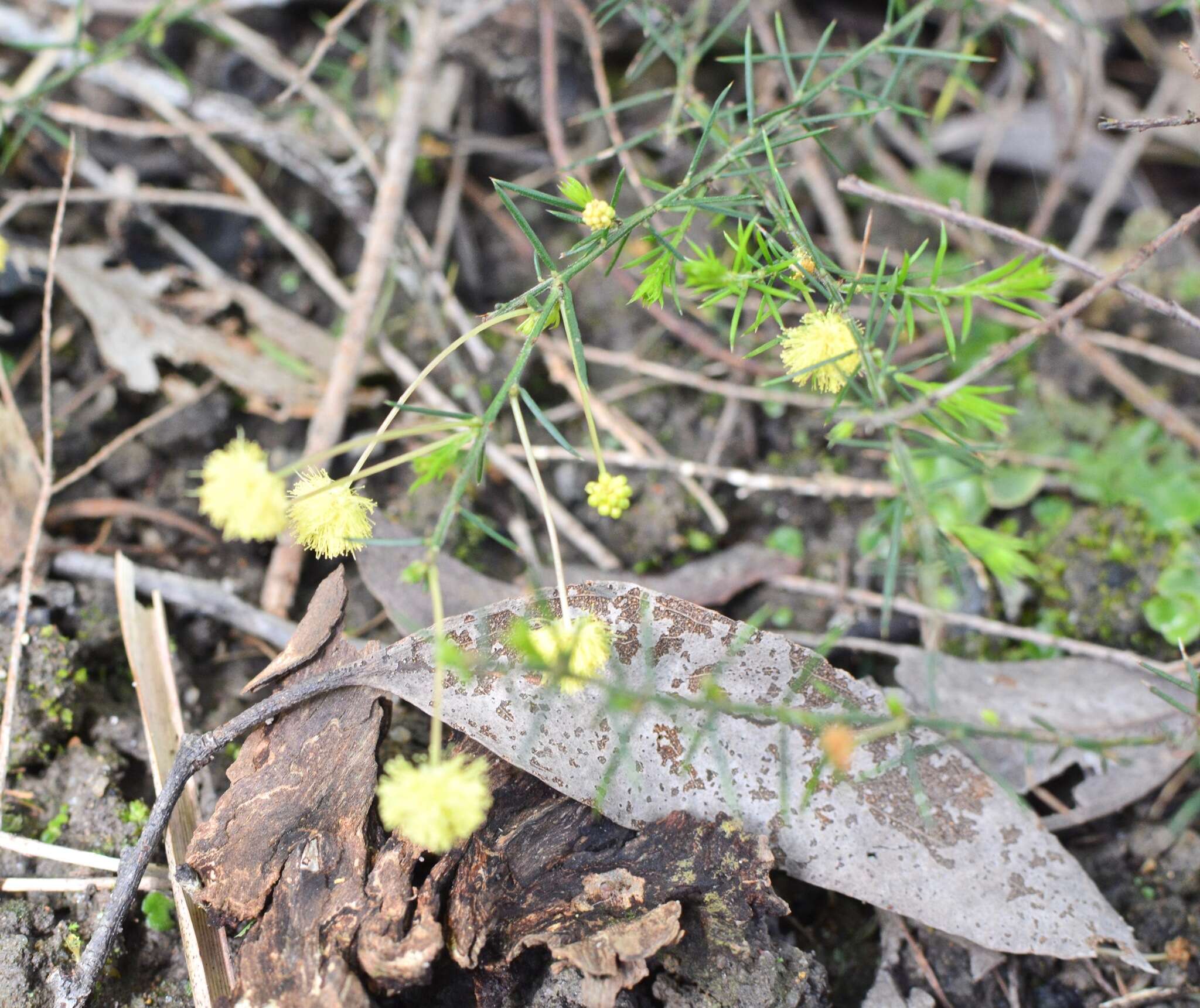 Imagem de Acacia aculeatissima J. F. Macbr.