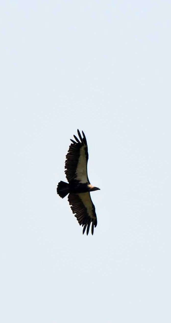 Image of Asian White-backed Vulture