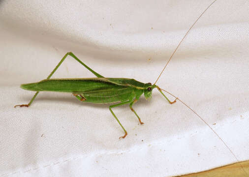 Image of Treetop Bush Katydid