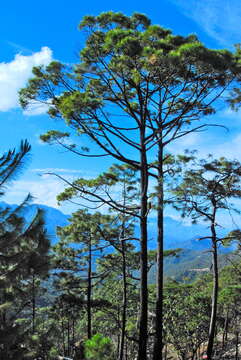 Image of Herrera's Pine