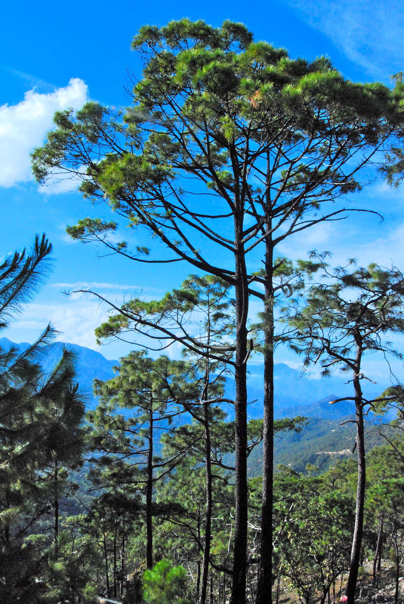 Image of Herrera's Pine