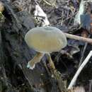 Image of Simocybe pruinata E. Horak 1980