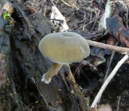 Слика од Simocybe pruinata E. Horak 1980