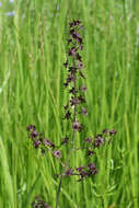 Image of Veratrum maackii Regel