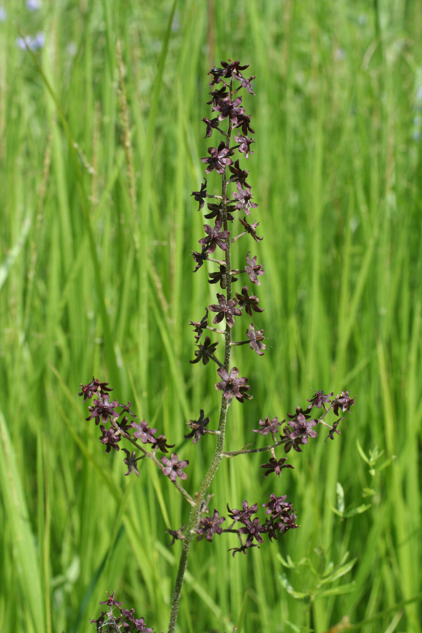 Image of Veratrum maackii Regel