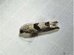 Image of Sunflower Bud Moth