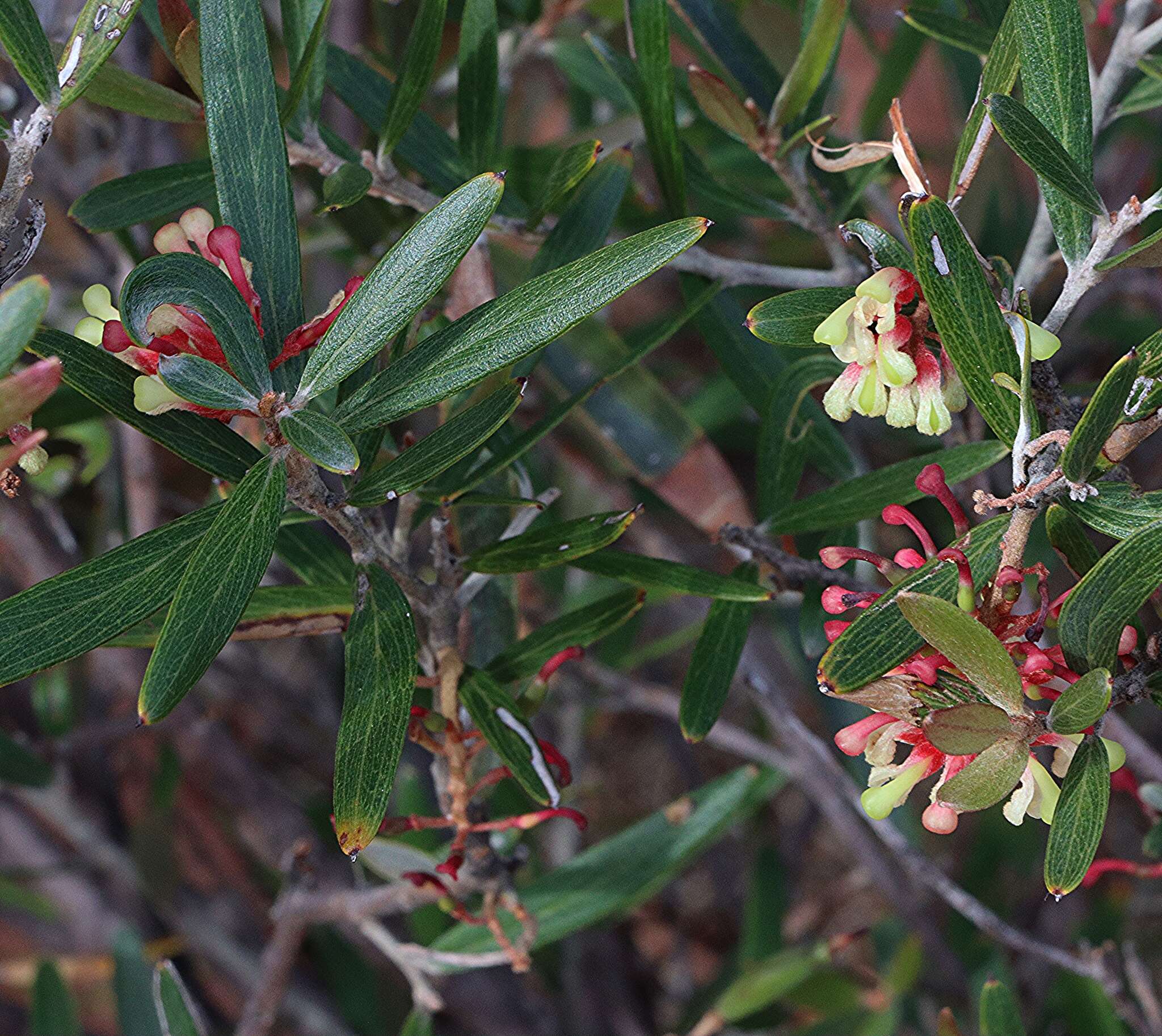 Image of Grevillea aspera R. Br.