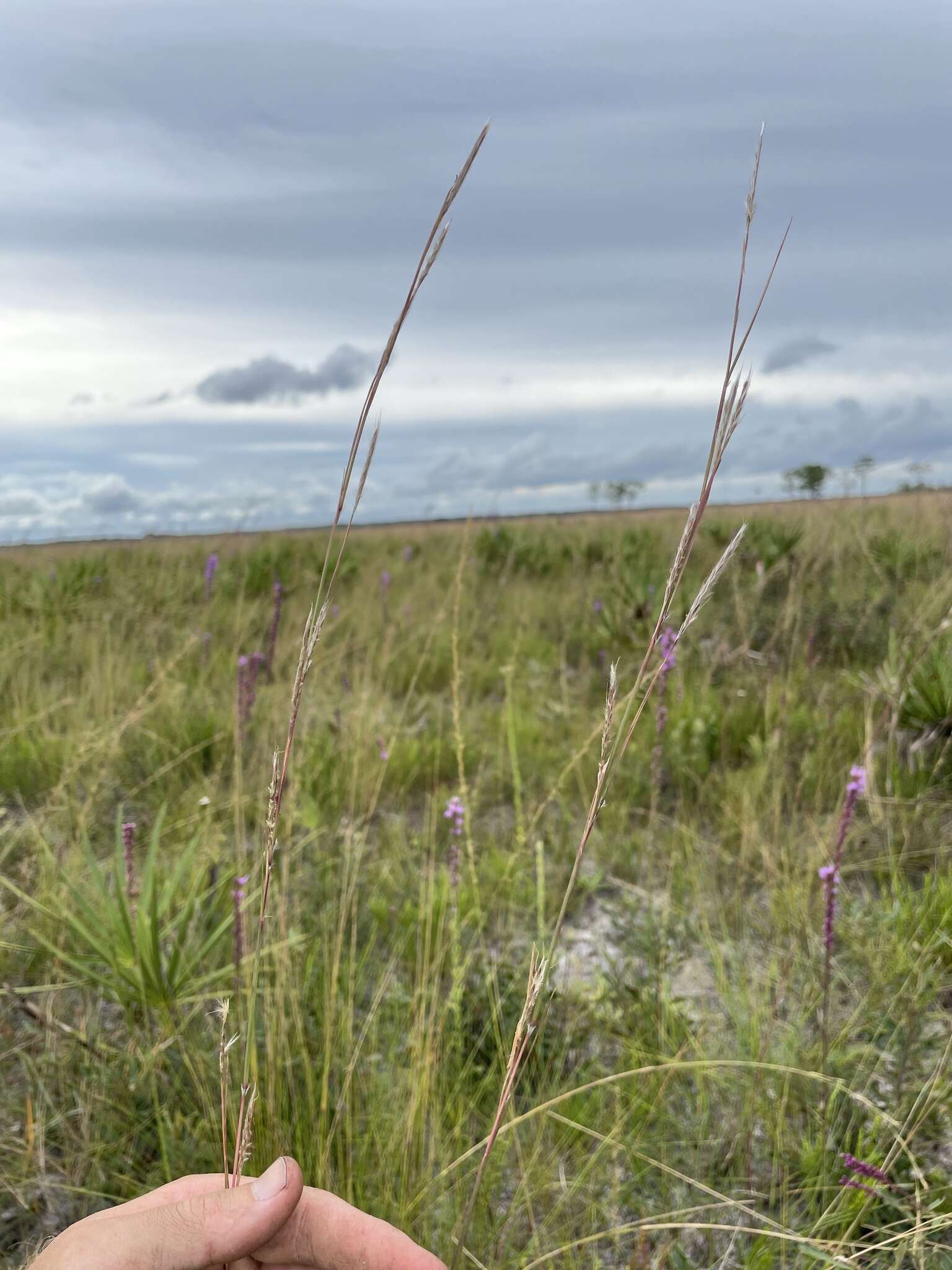 Image of Andropogon cumulicola