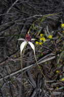 Image of Blushing spider orchid