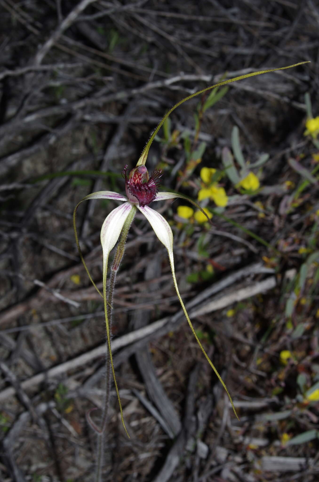 Caladenia lorea Hopper & A. P. Br.的圖片