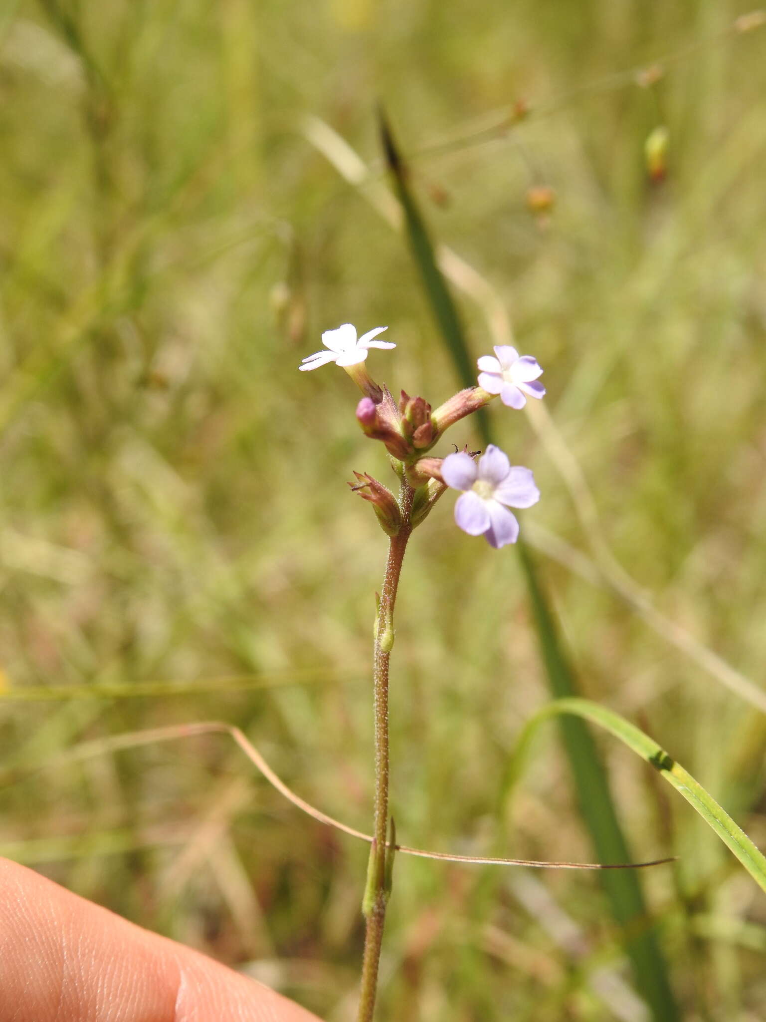 Sivun Buchnera urticifolia R. Br. kuva