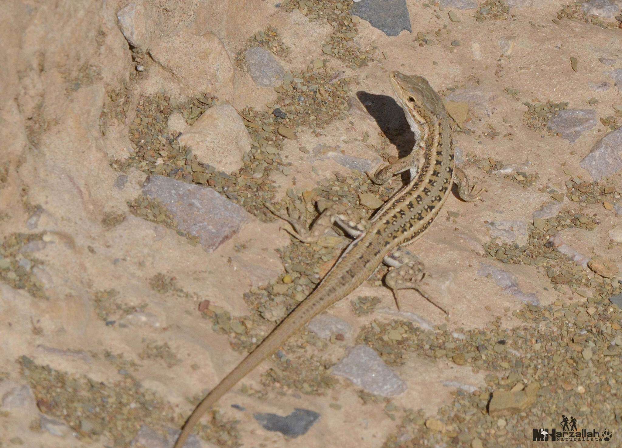 Image of Olivier's Lizard