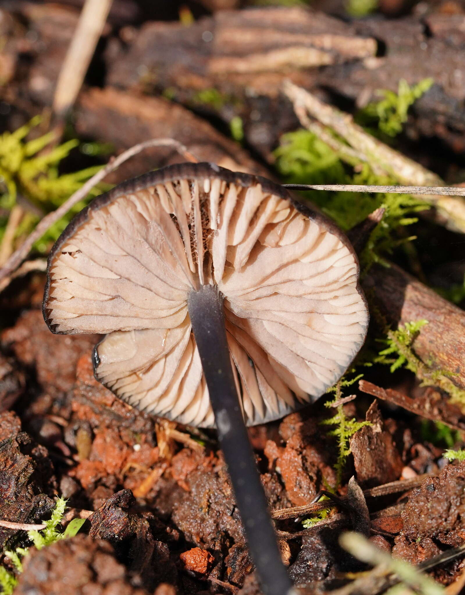 Image of Entoloma moongum Grgur. 1997