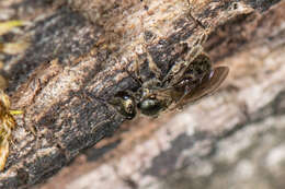 Lasioglossum subviridatum (Cockerell 1938) resmi