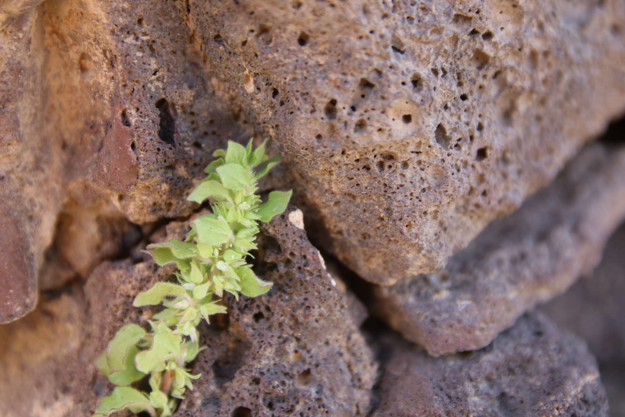 Imagem de Parietaria alsinifolia Del.