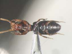 صورة Clivina (Clivina) collaris (Herbst 1784)