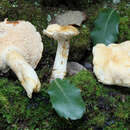 Image of Hydnum ibericum