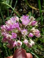 Image of jeweled onion