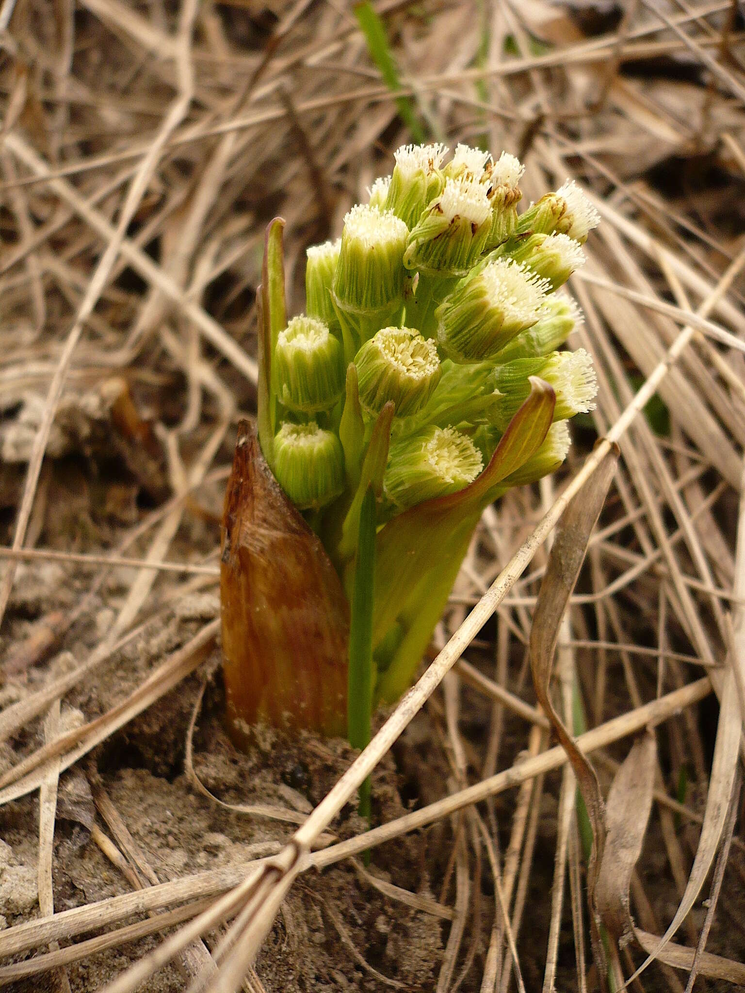 Petasites spurius (Retz.) Rchb.的圖片