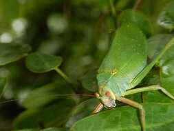 Sivun Ozphyllum naskreckii Rentz, D. C. F., Y. Su & Ueshima 2007 kuva